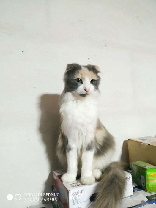 Котят от пуси  даром