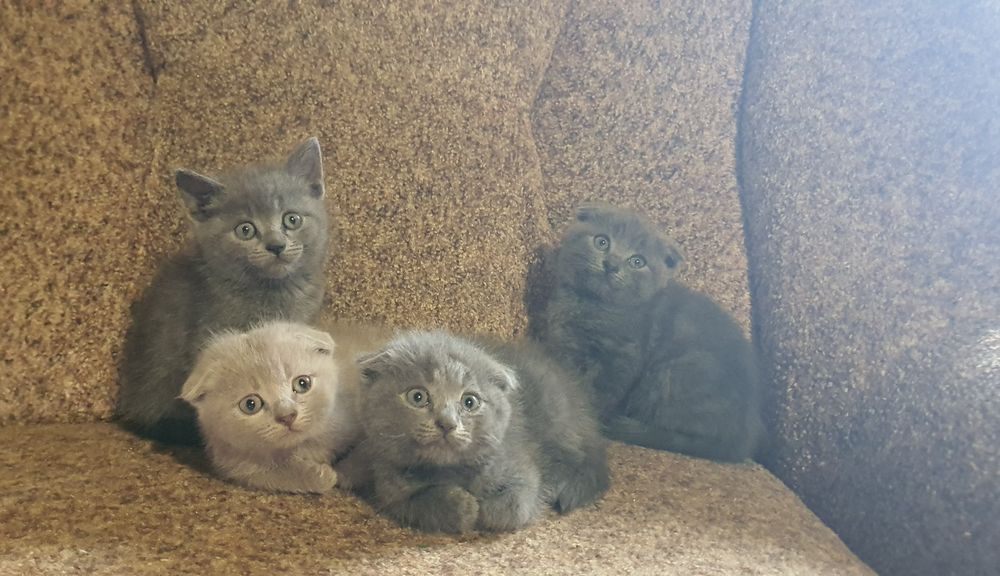 Веслоухие котята