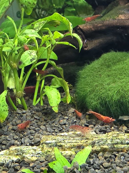 Akwarystyka/Krewetki red cherry