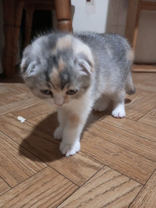 Продам вислоухую принцессу.