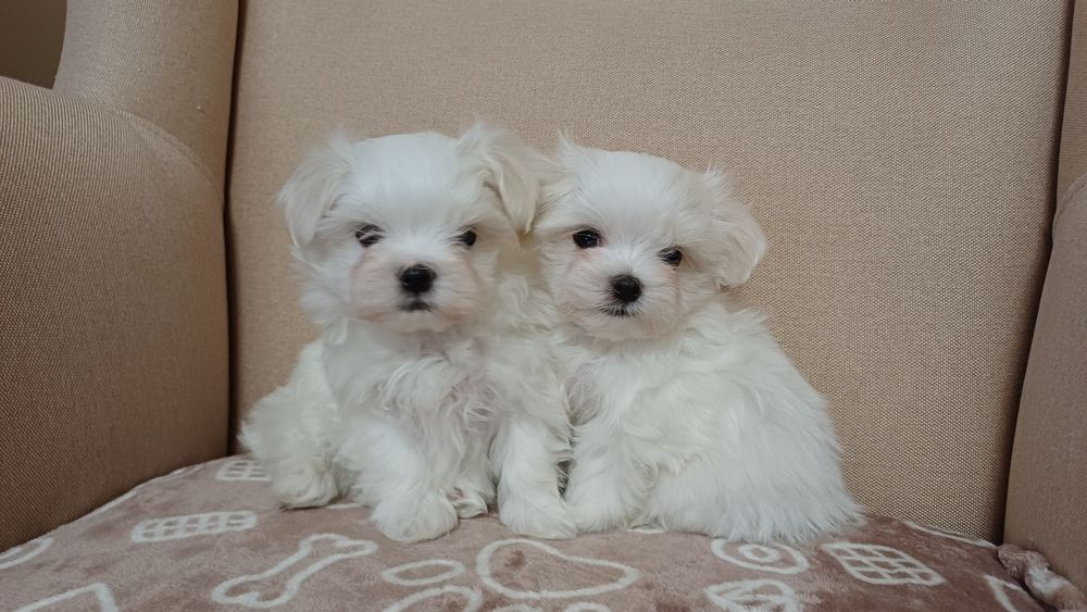 Maltańczyk mini piesek do rezerwacji