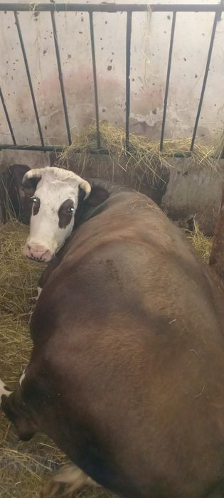 Продам корову вік 5 років
