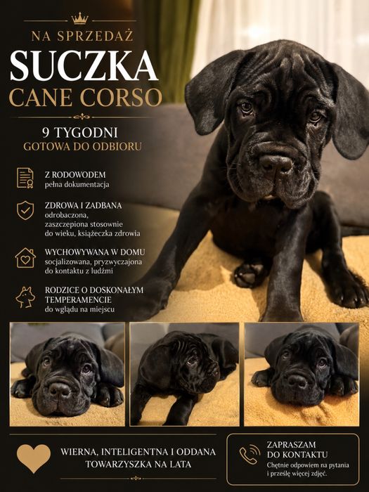 Maja - suczka Cane Corso