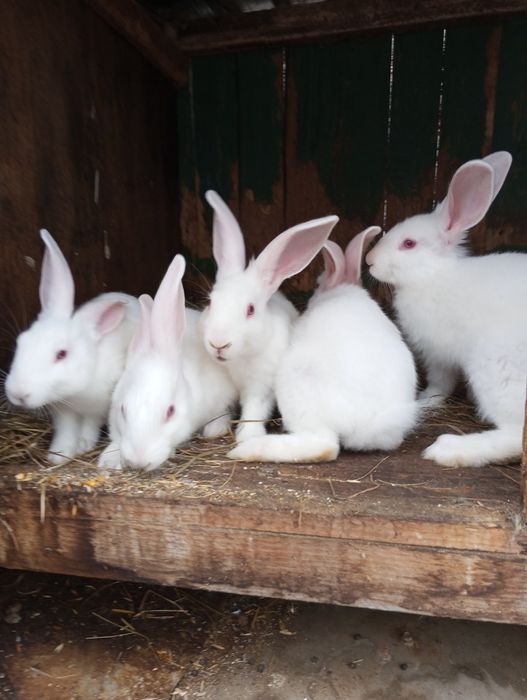 Продам кролі Термонська Біла