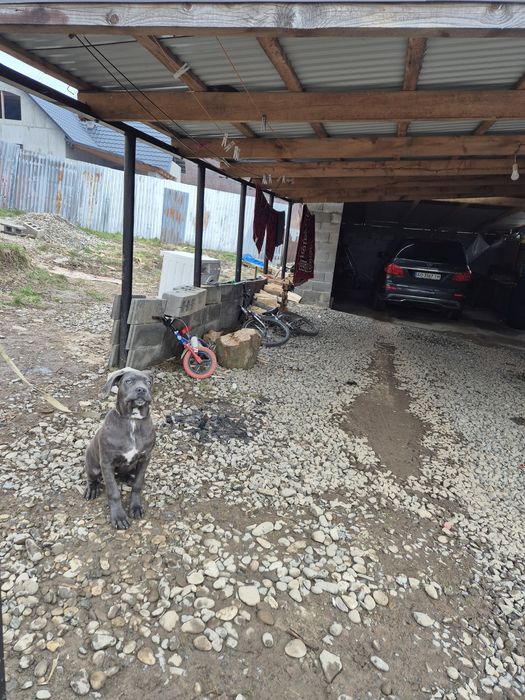 Продається собака кана корса