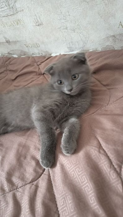 Шотландская вислоухая