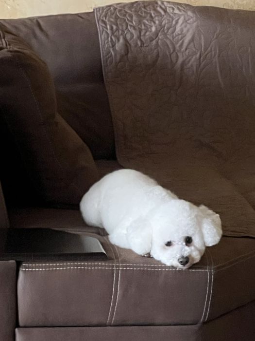 Вязка Бишон Фризе