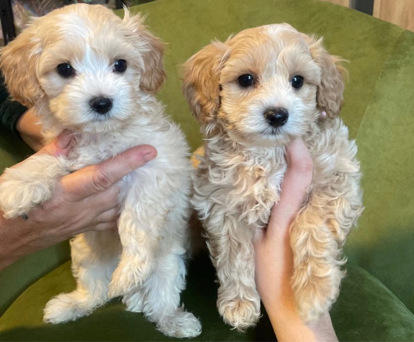 Міні Мальтипу — супер милі, мініатюрні! Мальтипу F2 Мальтипу ф1