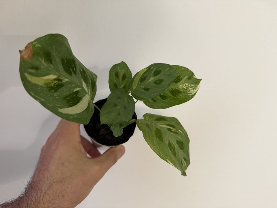 Marantas diversas ( lime, albo, light veins, cat mustache)