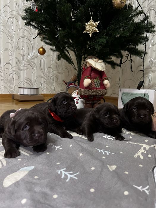 Цуценята лабрадор ретривер шоколад