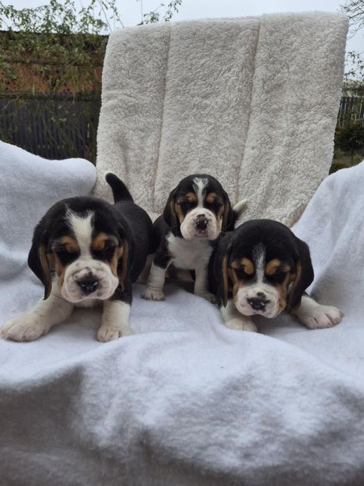 Szczeniak Beagle Z Rodowodem