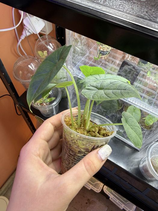 Алоказія мело декілька рослин