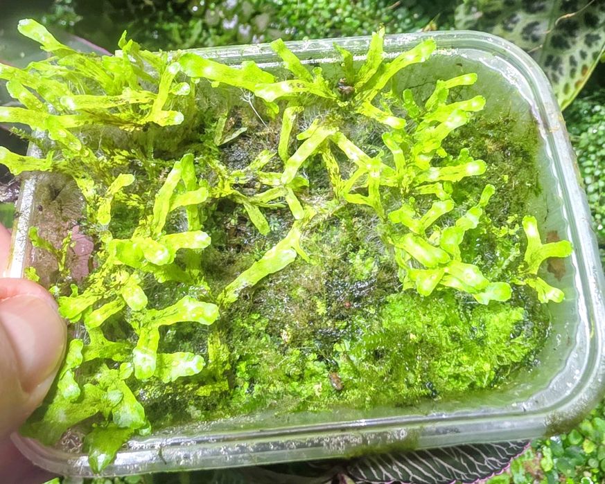 Rośliny tropikalne do paludarium, terrarium