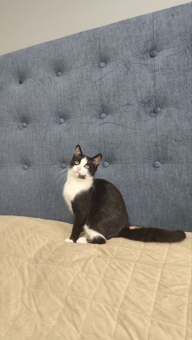 Котик в добрі руки