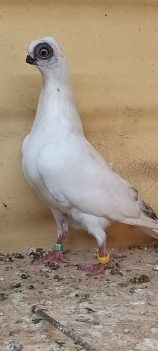 Samniec szek z 25 na białym ogonie.