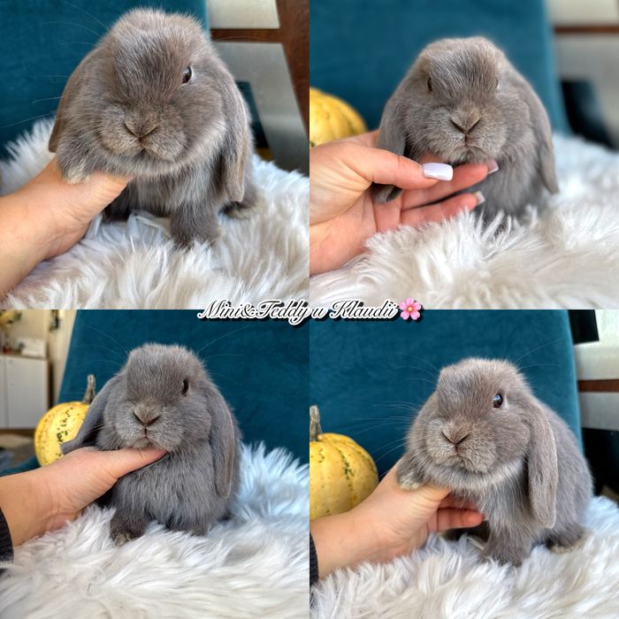 Mini lop / hodowla królików mini / metryka