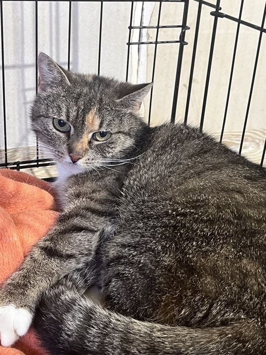 Bella - kotka do adopcji.