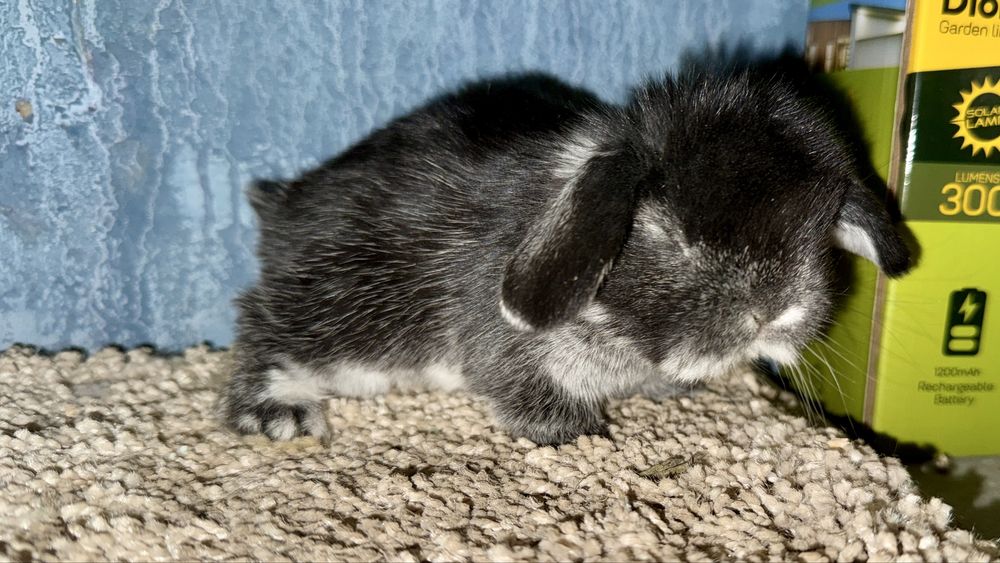 Mini Lop Królik Miniaturowy Mini Lopy