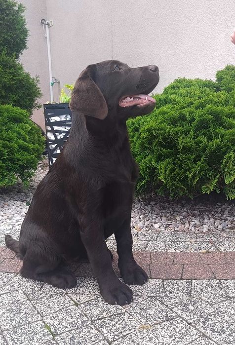 Labrador Retriever - czekoladowa suczka ZKwP/FCI