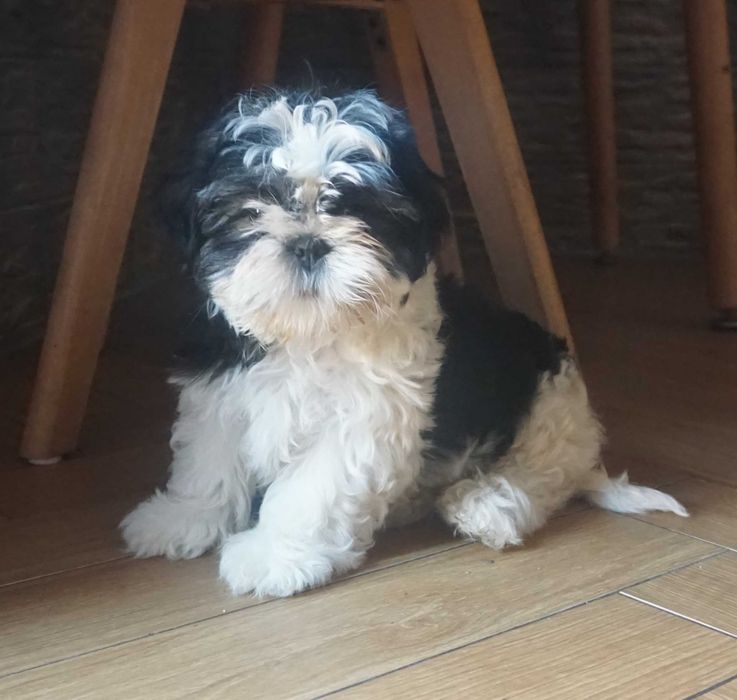 biało-czarny piesek shih tzu