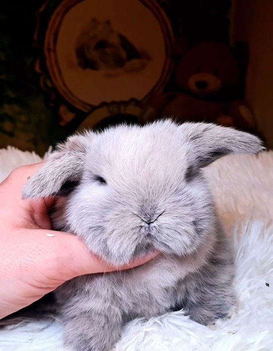 Króliki mini lop Dokumentacja książeczka wyprawka
