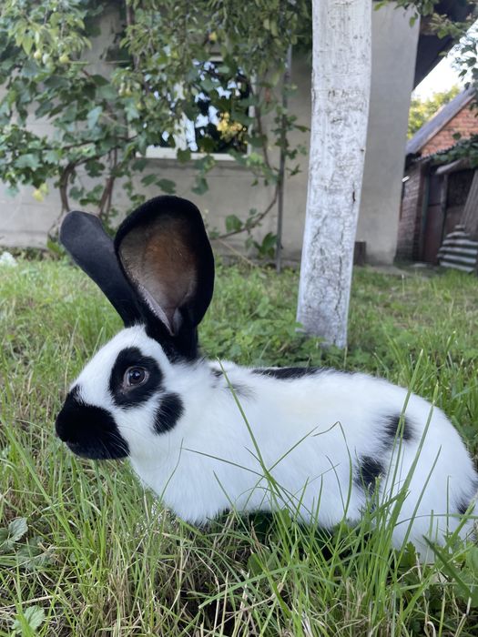 Німецький строкач