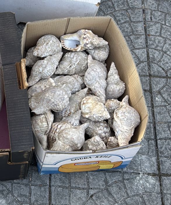 Buzios grandes / conchas