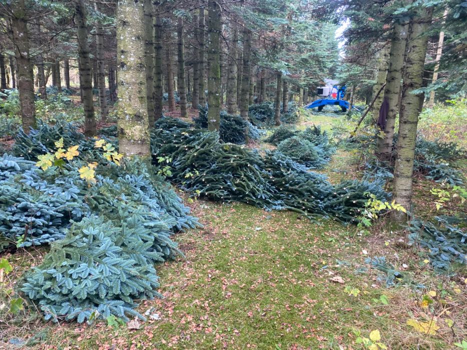 Nobilis Galezie pakiety po 5,5 kg