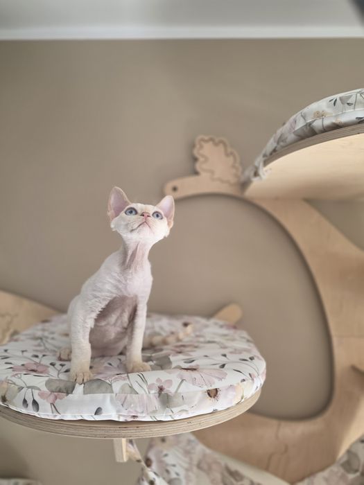 Kocurek  Devon Rex