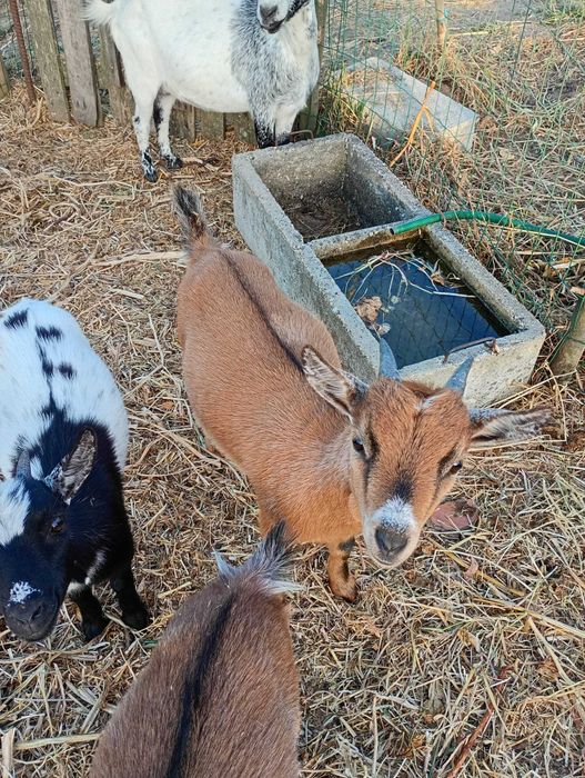 Cabras anãs para venda nas Meãs do Campo