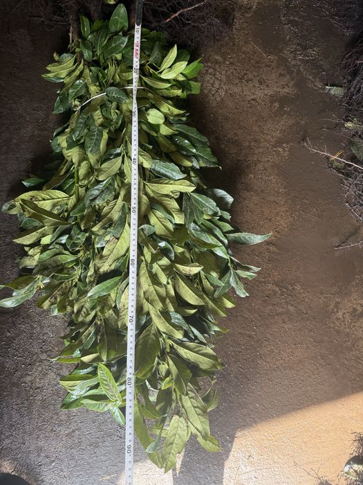 laurowisnia  GENOLIA  80-90 cm