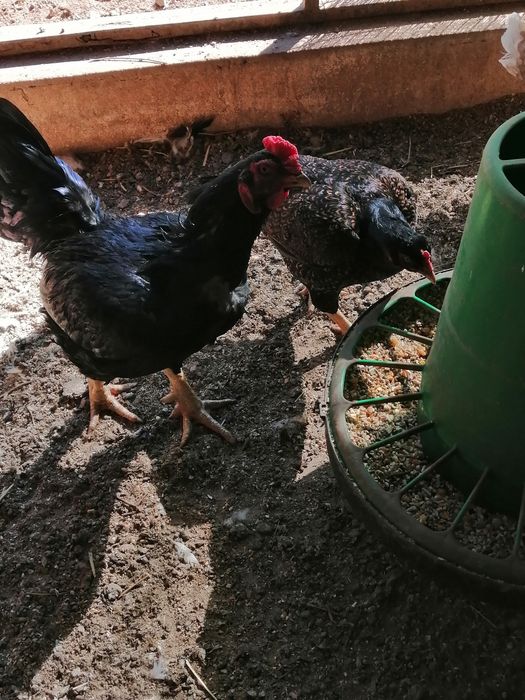 Ovos cornish e casais a partir de 5 meses