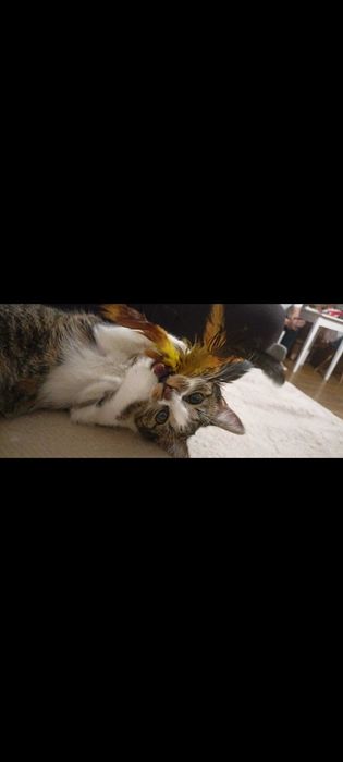 Kotka Malinka 8 miesięcy