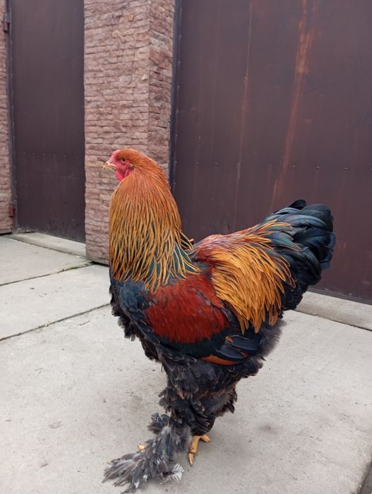 Півень куріпчатий