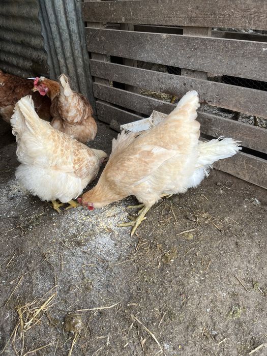 Ovos galandos de várias racas