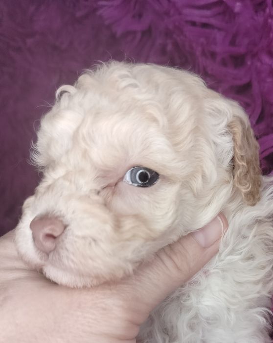 Pudel Toy, miniatura, apricot-beżowy