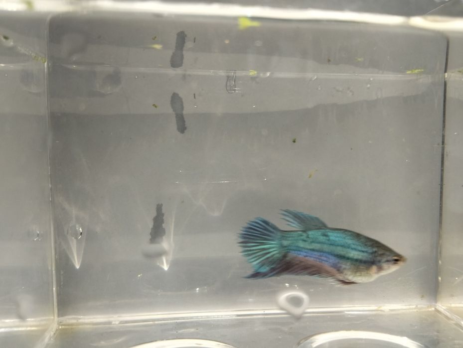 Bettas fêmeas variadas cores