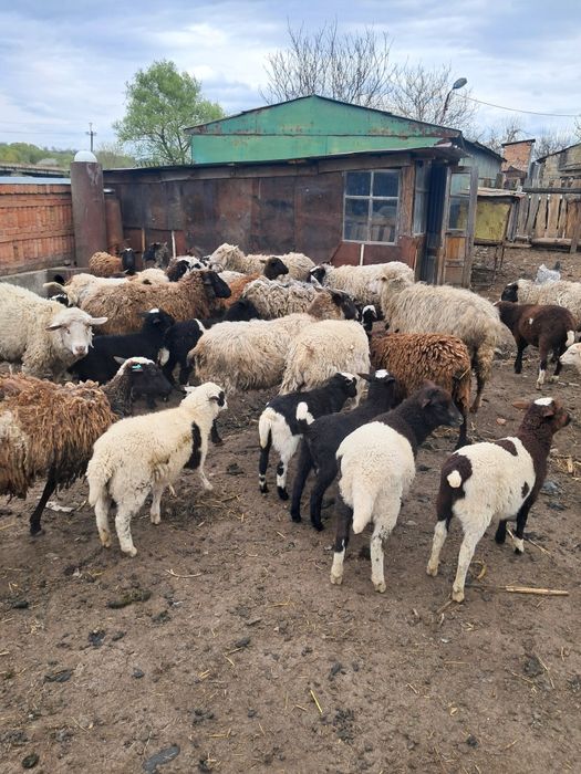 Вівці, барани,ягнята  крос дорпер