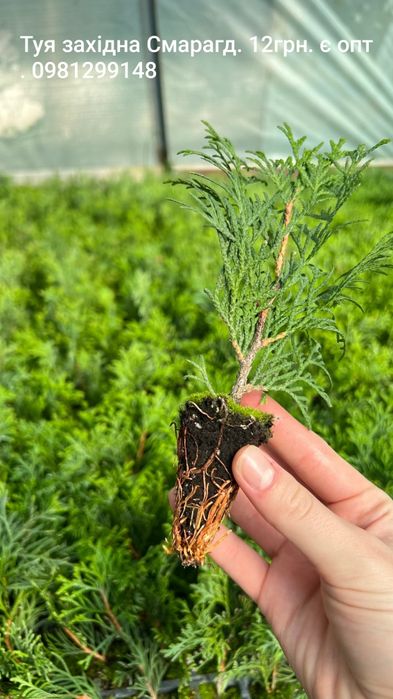 Туї, Ялівці, живці, черенки.