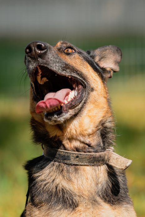 Pies Brutus w typie owczarka niemieckiego, ONka do adopcji!