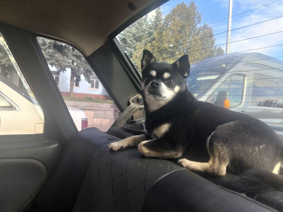 В'язка хлопчик чіхуа