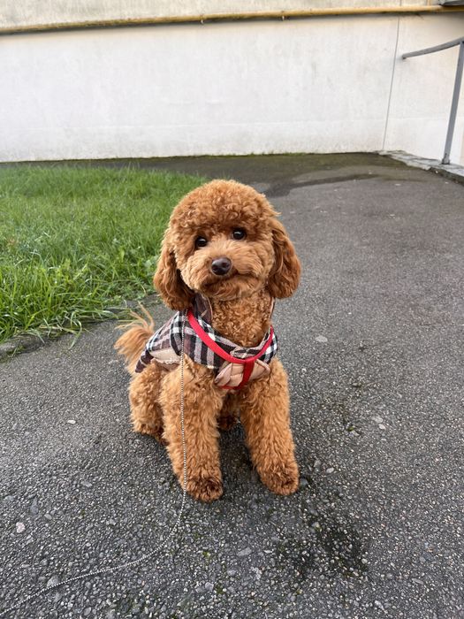 Карликовий пудель вʼязка