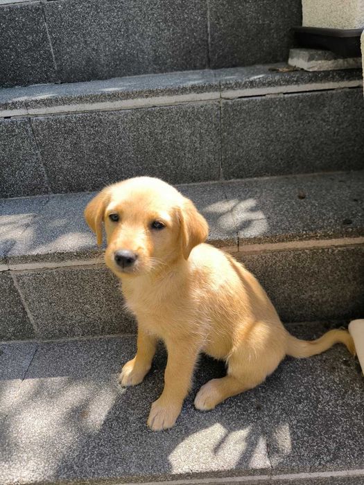2 cadelinhas raçada Labrador - para adoção responsável