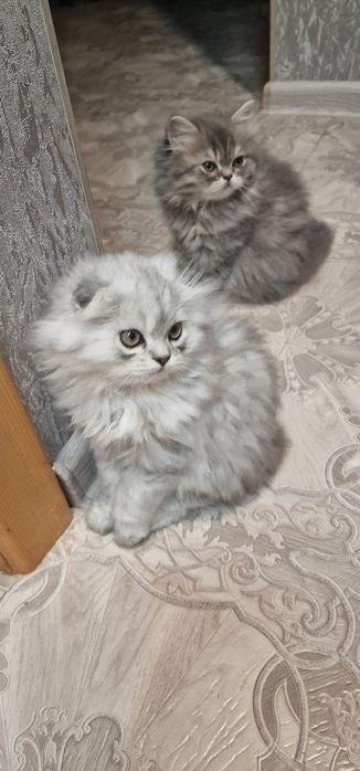 Мальчик вислоушка персидская серебристая шиншила