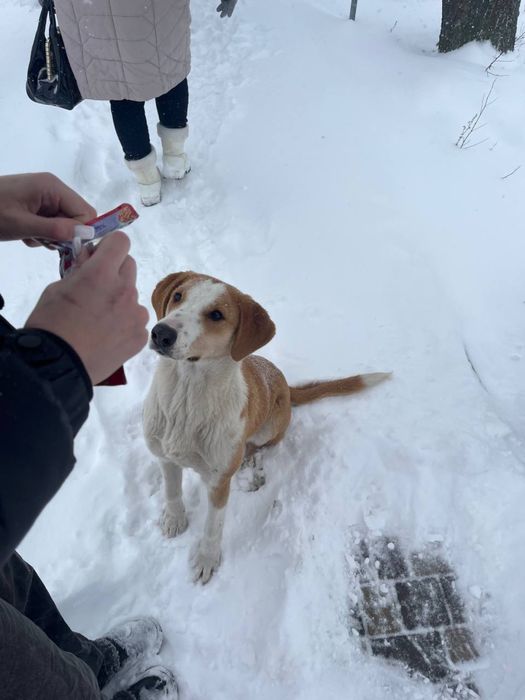 Віддам собачку в добрі руки