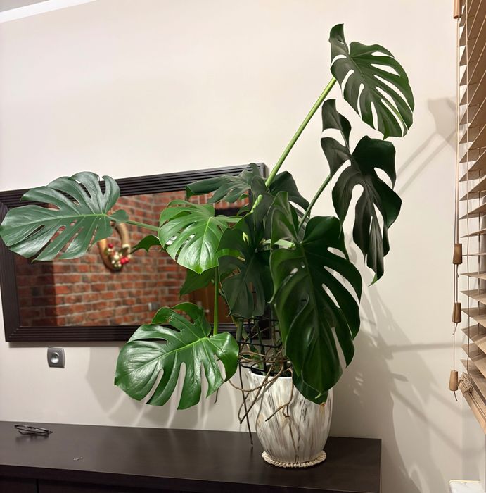 Trzyletnią zdrowa monstera