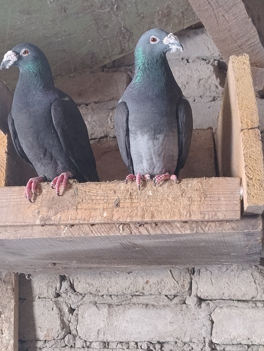 Gołębie Staropolskie