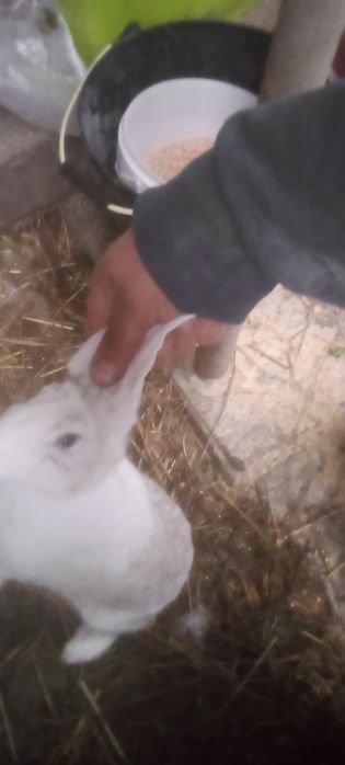 Tenho coelhos para ceder