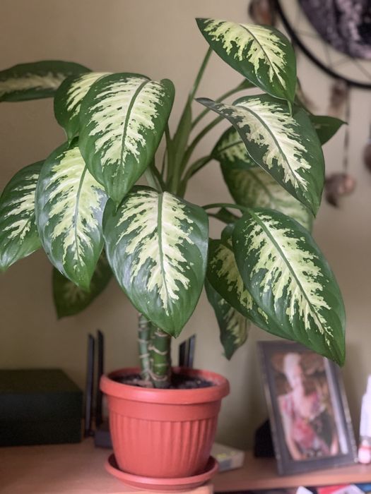 Диффенбафія. Кімнатна рослина.