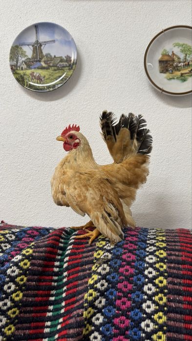 Galos jovens seramas